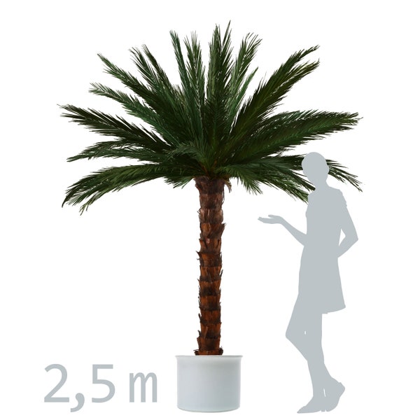 echtblattkonservierte Areca-Palme ca. 2,5m hoch - ein besonderes Geschenk - Dekopalme - echtblattkonservierte Palme - Kunstpalme