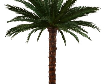 echtblattkonservierte Areca-Palme ca. 2,5m hoch - ein ganz besonderes Geschenk - Dekopalme - echtblattkonservierte Palme - Kunstpalme