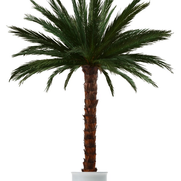 echtblattkonservierte Areca-Palme ca. 2,5m hoch - ein ganz besonderes Geschenk - Dekopalme - echtblattkonservierte Palme - Kunstpalme