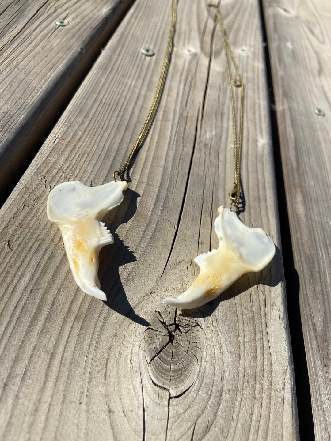 Real Cottontail Jaw/rabbit Jaw/bunny Jaw/taxidermy Jaw/animal Etsy