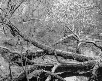 Trees and Mosses - Darkroom Print