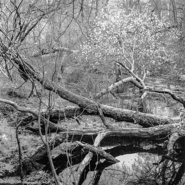 Trees and Mosses - Darkroom Print