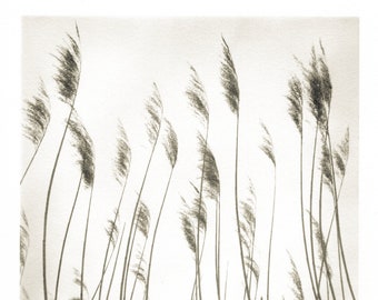 Rushes - Traditional Darkroom Print