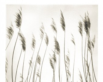 Rushes - Traditional Darkroom Print
