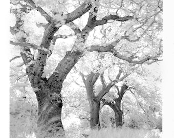 Wills' Wood - Traditional Darkroom Print