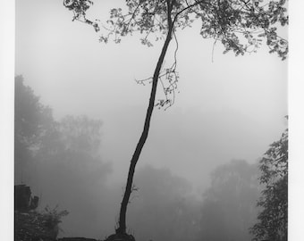 Bulkeley Sapling - Traditional Darkroom Print