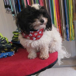 Könnte beinhalten: Ein kleiner weißer und schwarzer Hund, der ein rotes Bandana mit einem Cartoon-Tierdruck trägt. Der Hund sitzt auf einer roten Oberfläche mit einem Stapel bunter Stoffreste im Hintergrund.