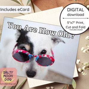 Printable Dog Birthday Card, Printable Birthday Card Funny, Digital Birthday Card from Dog, Birthday Card For Him, Old Dog 23440