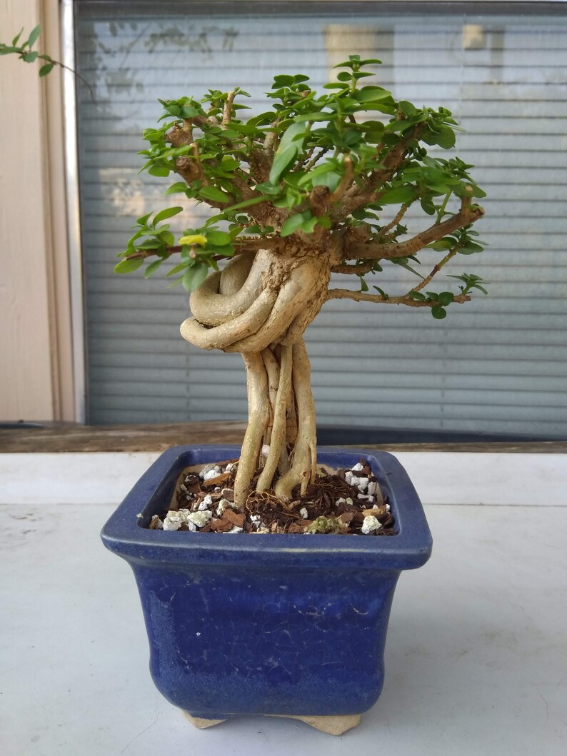 Exposed Root Premna bonsai | Etsy