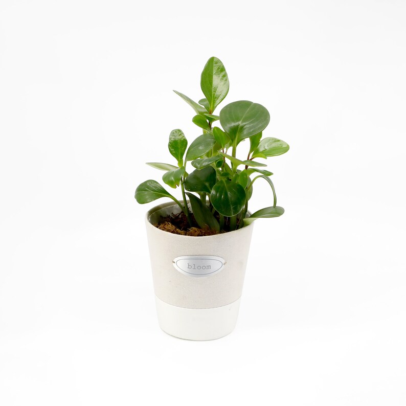 May include: A small green plant in a white pot with a brown label that says "bloom".