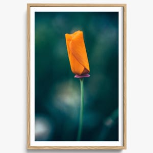 Orange Flower Print, Nature Photography, Poppy Print, Bright Home Decor, Blurred Botanical Print, Abstract Fine Art Print, Nature Wall Art