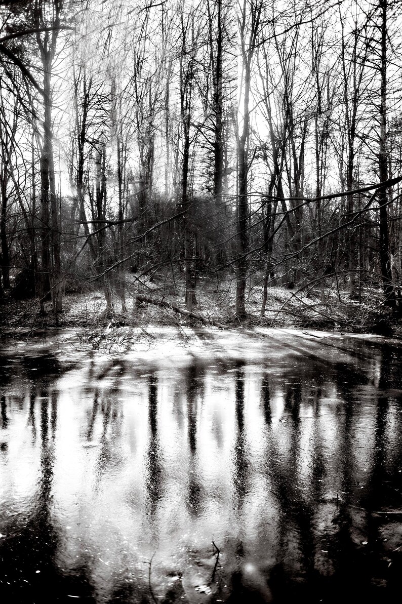 Black and White Forest Print: Moody Woodland Landscape Photography - Etsy