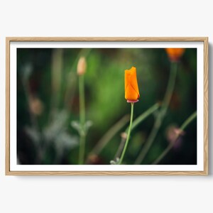 Poppy Photography, Orange Bud Print, Nature Home Decor, Emerging Bloom Print, Floral Fine Art Print, Nature Wall Art, Springtime Flower