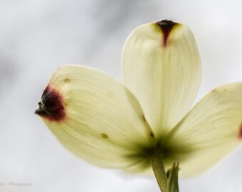 Dogwood Flower Etsy