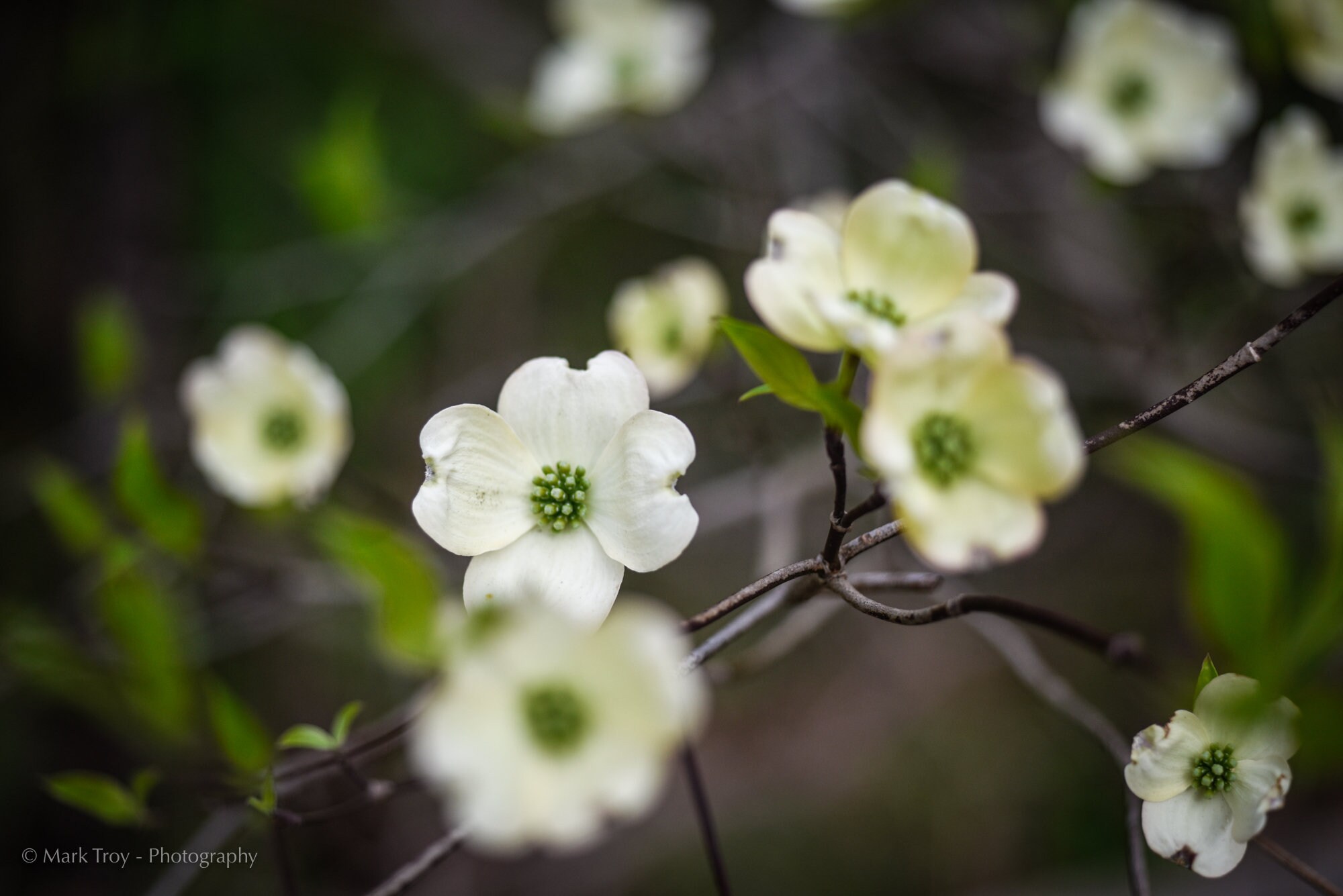 Flowering Dogwood Asheville North Carolina Photo Download | Etsy