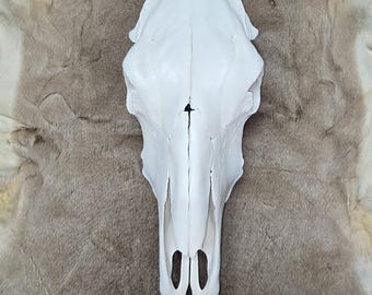 Cream Cowskull Animal Westerncore Man Cave Country Cabin Decor Boho Rustic Rodeo