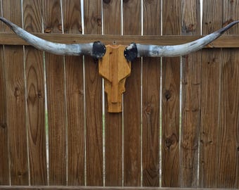 5 ft 2in Cowskull Longhorn wall mount, wood skull, real horns, taxidermy, western art decor, western style, country lovers, cowboy A18 rodeo