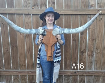 A16 (58 in) Cowskull Longhorn wall mount, wood skull, real horns, taxidermy, western art decor, western style, country lovers, cowboy