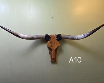 Western Style Longhorn Wall Mount, A10 Cowskull, Wood Skull, Real Horns, Taxidermy, Perfect for Country Lovers