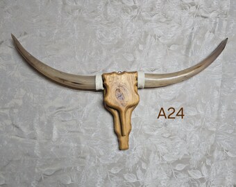 A24 (36 in) Cowskull Longhorn wall mount, wood skull, real horns, taxidermy, western art decor, western style, country lovers, cowboy