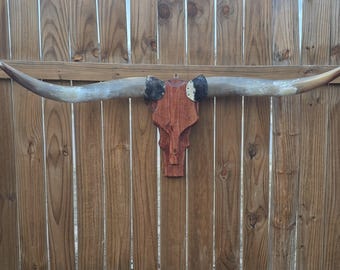 Cowskull Longhorn Wall Mount 62 in, Wood Skull, Real Horns Taxidermy, Western Style, Western Art, Cowboy Decor A14