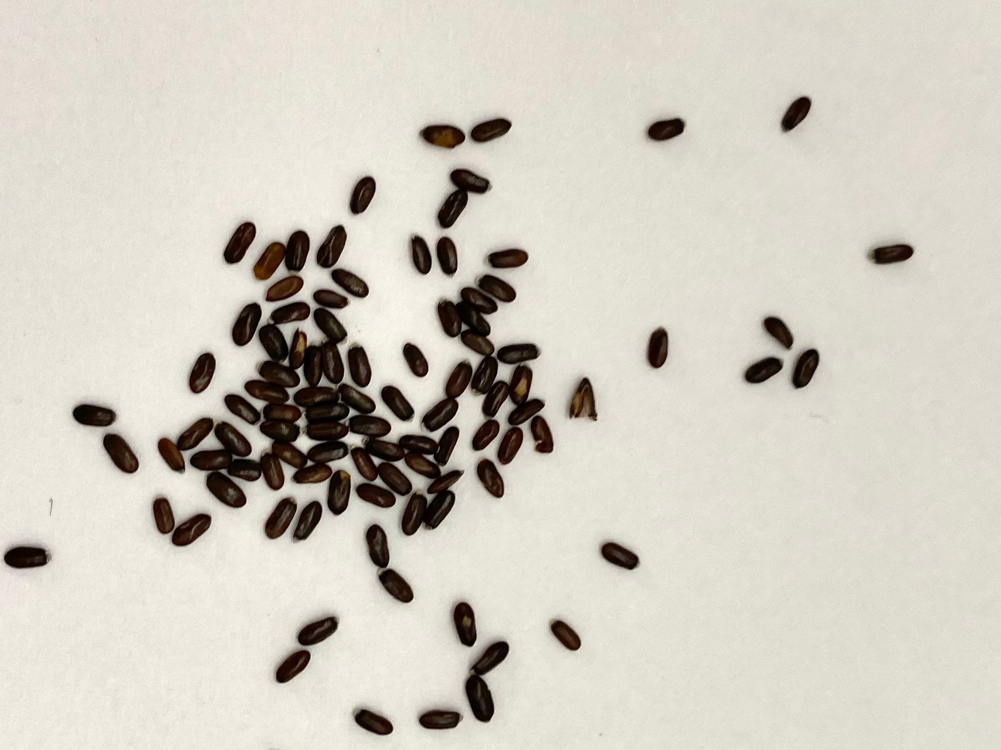 Lavender Seeds True Lavender Seeds Lavander Seeds Non GMO Etsy