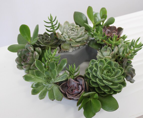 ブルーミングハートセメントプランター：多肉植物のセンターピース