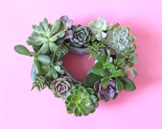 ブルーミングハートセメントプランター：多肉植物のセンターピース