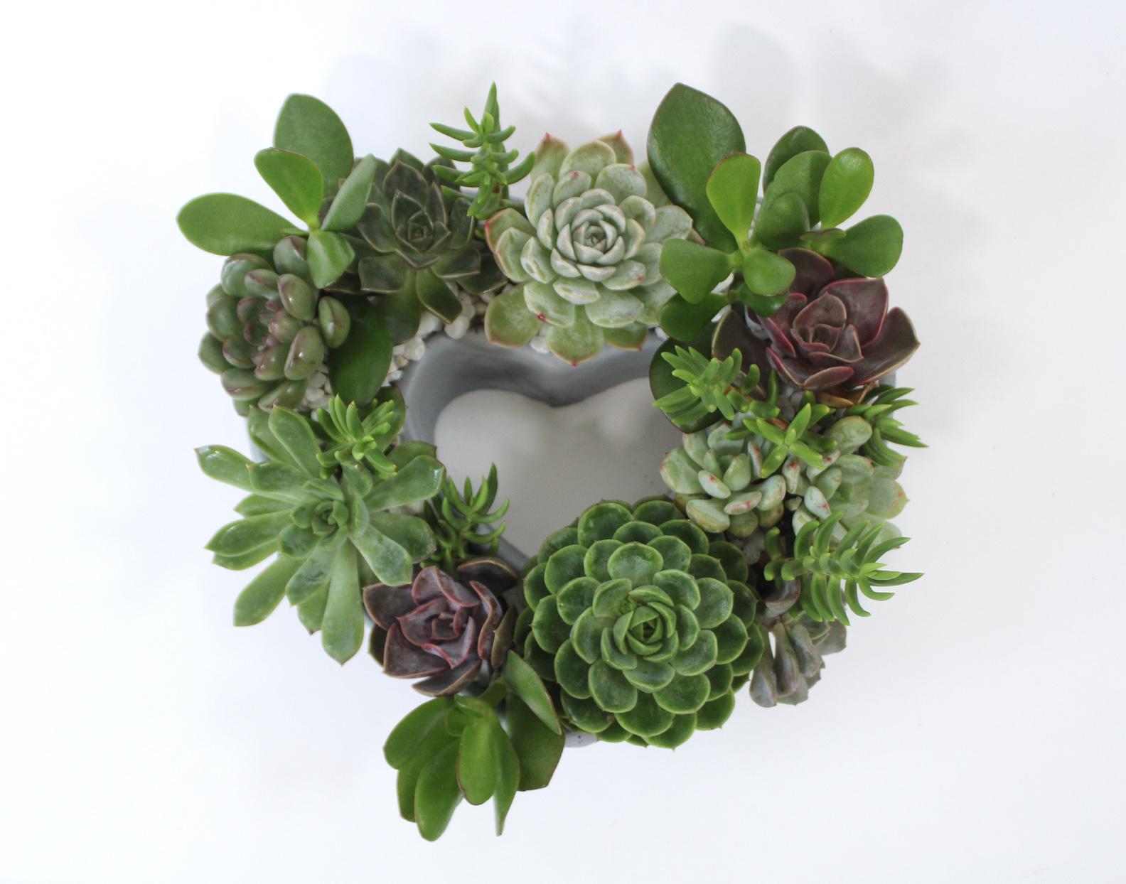 ブルーミングハートセメントプランター：多肉植物のセンターピース