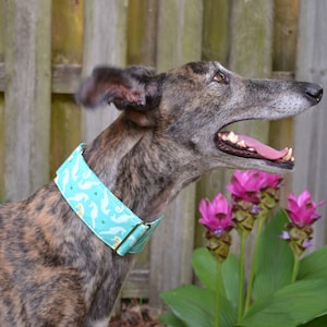 May include: A brindle greyhound dog with a light blue and white patterned collar, looking to the right with its mouth open, standing in front of a wooden fence and pink flowers.