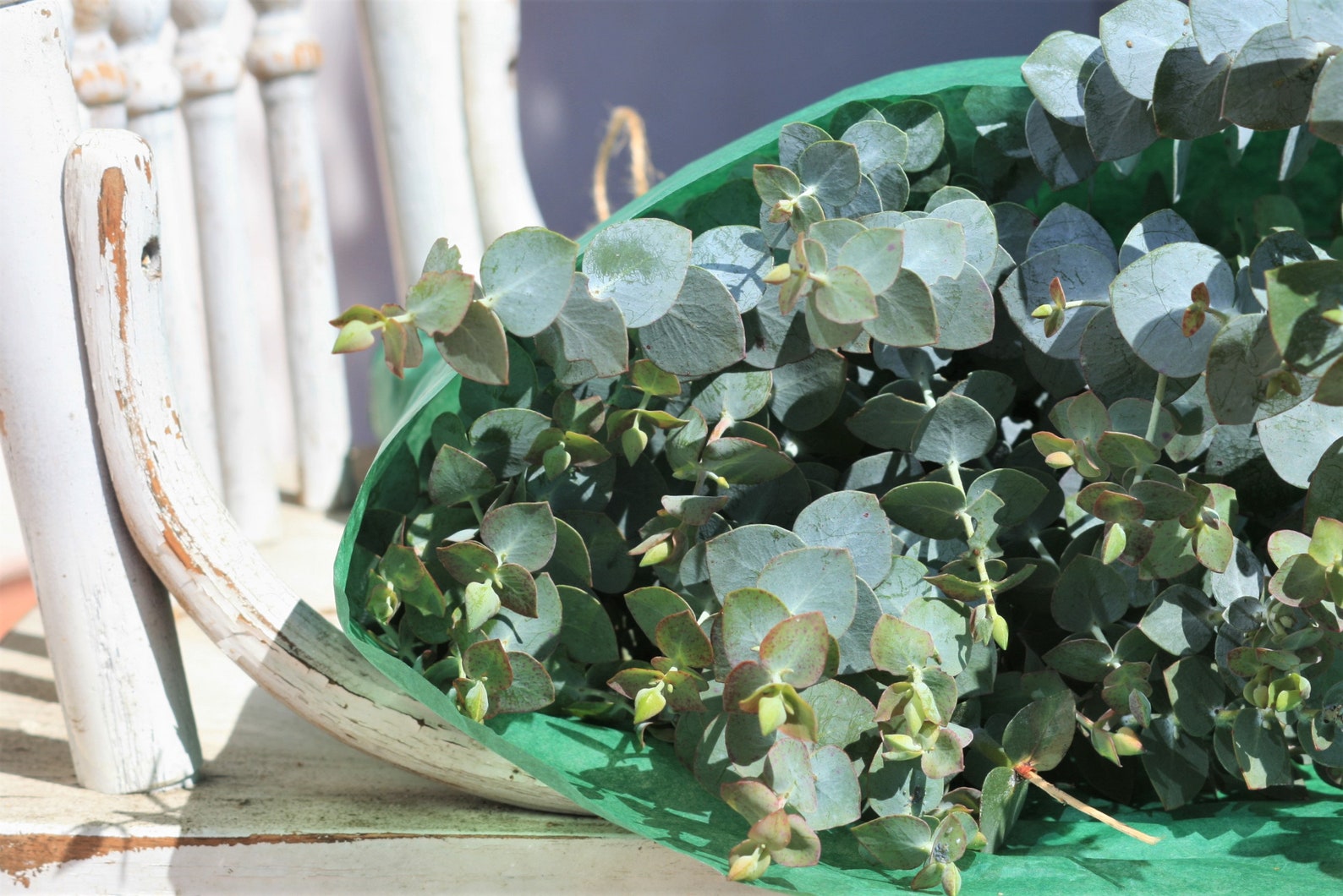 Fresh Eucalyptus Three Long Stems Fresh Baby Blue Eucalyptus / Etsy