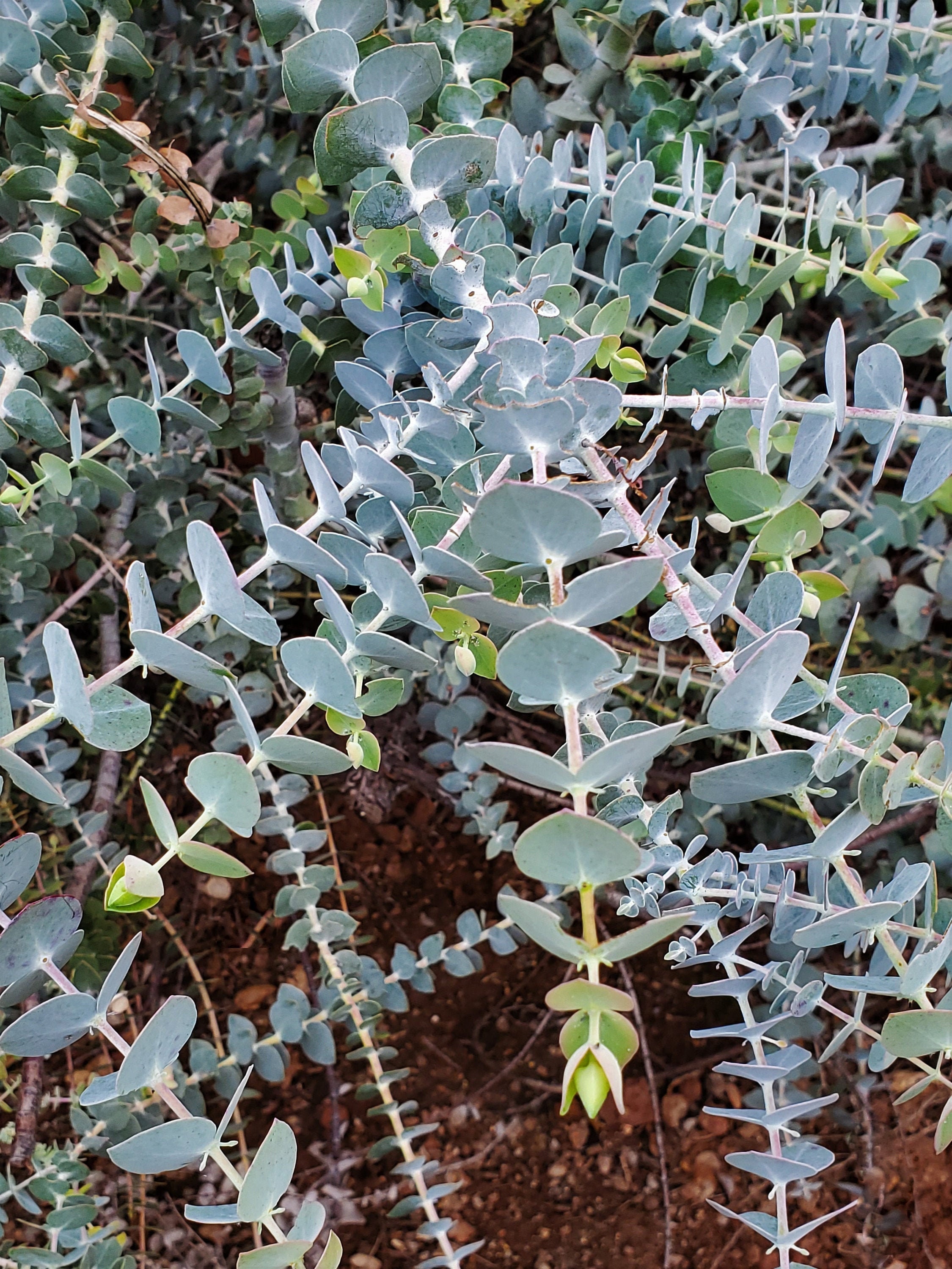 Fresh Eucalyptus Two Bunches of Fresh Baby Blue Eucalyptus / Etsy