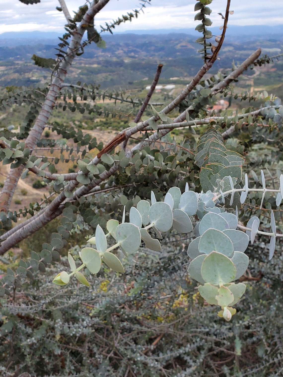 Fresh Eucalyptus Three Long Stems Fresh Baby Blue Eucalyptus / Etsy