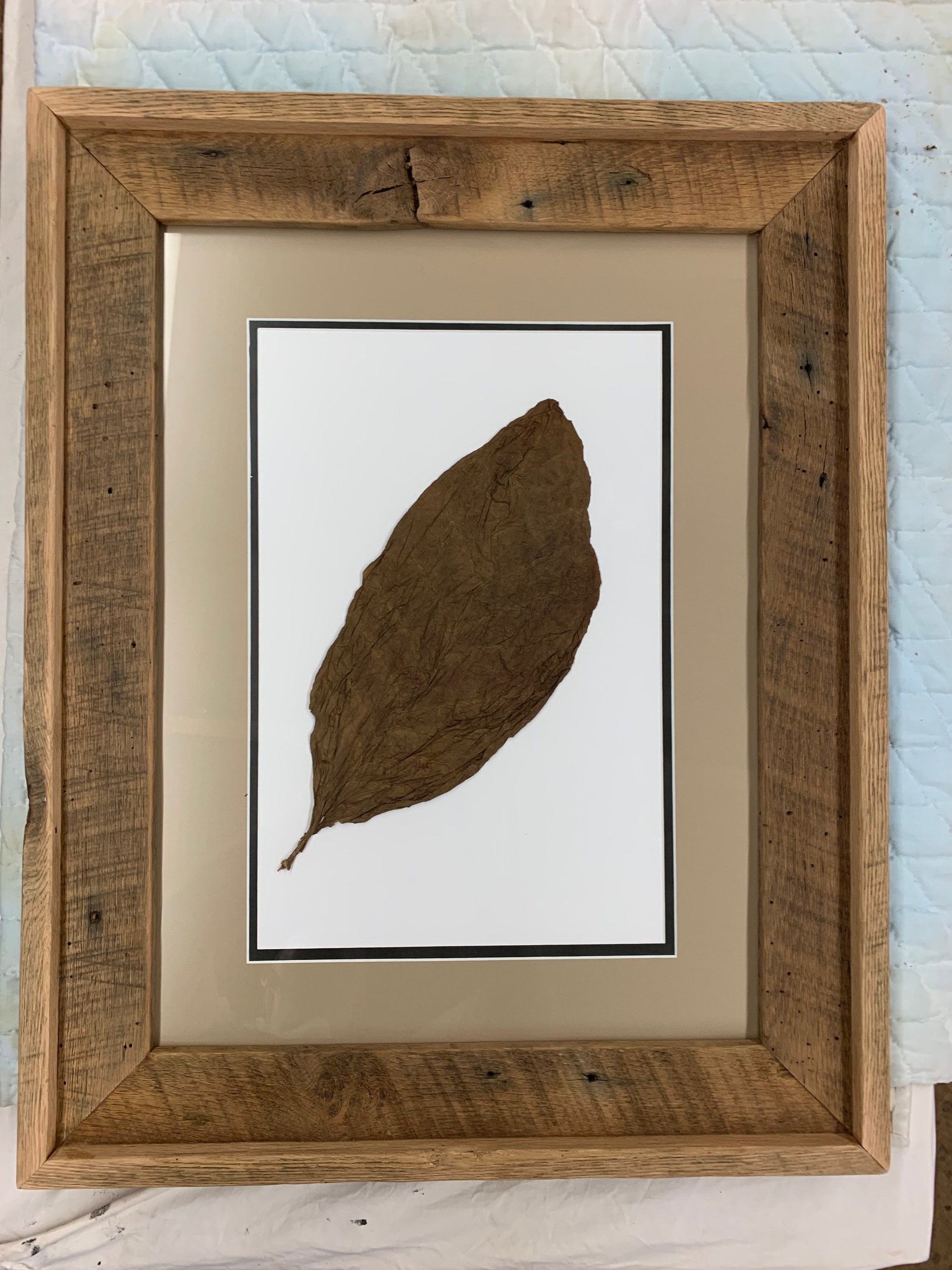Framed Whole Tobacco Leaf in Handmade Barn Wood Frame 24”x30” Wall Decor