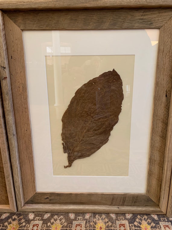 Framed Whole Tobacco Leaf in Handmade Barn Wood Frame 24”x30” Wall Decor