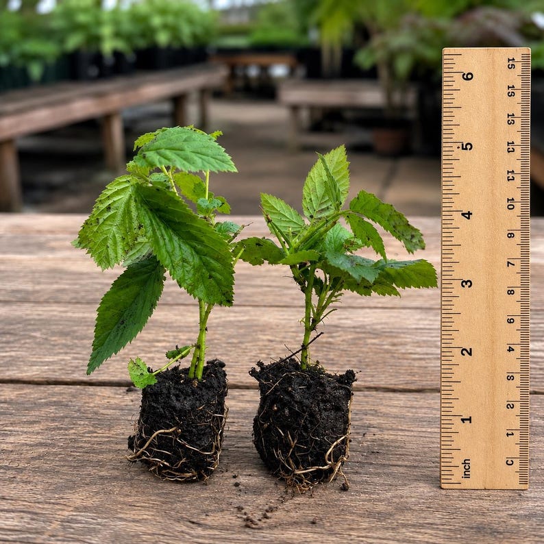 May include: Two small green plant seedlings with exposed dark soil root balls positioned next to a wooden ruler showing a height of approximately 6 inches. The plants feature serrated leaves and thin stems, standing upright on a wooden surface.