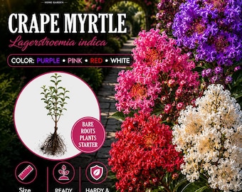May include: A Crape Myrtle Lagerstroemia indica plant with bare roots, measuring 12-18 inches. The image displays clusters of purple, pink, red, and white flowers, with text indicating the plant is ready to plant and hardy and resilient.