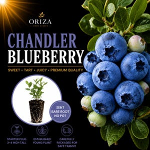 May include: A Chandler blueberry plant advertisement featuring a cluster of ripe blue berries and green leaves on a black background. Text includes Oriza Home Garden, Chandler Blueberry, Sweet, Tart, Juicy, Premium Quality, and Starter Plug 3-4 Inch Tall.
