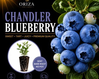 May include: A Chandler blueberry plant advertisement featuring a cluster of ripe blue berries and green leaves on a black background. Text includes Oriza Home Garden, Chandler Blueberry, Sweet, Tart, Juicy, Premium Quality, and Starter Plug 3-4 Inch Tall.