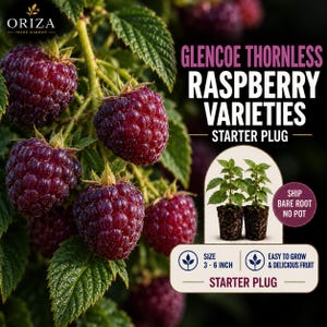 May include: Glencoe thornless raspberry starter plug plant with dark purple berries and green leaves. Text reads: Glencoe Thornless Raspberry Varieties Starter Plug, Ship Bare Root No Pot, Size 3-6 Inch, Easy To Grow & Delicious Fruit.