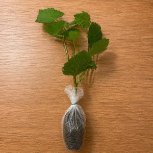 May include: A small green plant with serrated leaves and thin stems, featuring a root ball encased in dark soil and wrapped in a clear plastic bag secured with a small green rubber band at the base of the plant's stems for transport.