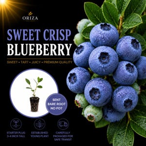 May include: A cluster of ripe, dew-covered blue blueberries on a green leafy branch. The image features the text SWEET CRISP BLUEBERRY, ORIZA HOME GARDEN, and a small starter plug plant with the text SENT BARE ROOT NO POT and 3-4 INCH TALL.