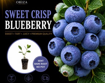 May include: A cluster of ripe, dew-covered blue blueberries on a green leafy branch. The image features the text SWEET CRISP BLUEBERRY, ORIZA HOME GARDEN, and a small starter plug plant with the text SENT BARE ROOT NO POT and 3-4 INCH TALL.