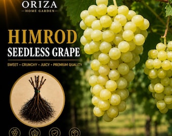 May include: A cluster of light green Himrod seedless grapes hanging from a vine. The image includes the text Oriza Home Garden, Himrod Seedless Grape, and icons representing a vine root, sweet taste, 1-2 year old vine, and packaging.