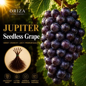 May include: A cluster of dark purple Jupiter seedless grapes hanging from a vine. The text reads ORIZA HOME GARDEN, JUPITER Seedless Grape, SWEET, CRUNCHY, JUICY, PREMIUM QUALITY, DELICIOUSLY SWEET, 1-2 YEAR OLD VINE, STRONG & PRODUCTIVE, CAREFULLY PACKAGED.