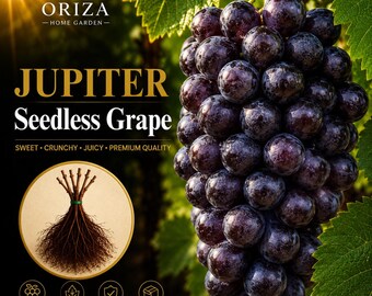 May include: A cluster of dark purple Jupiter seedless grapes hanging from a vine. The text reads ORIZA HOME GARDEN, JUPITER Seedless Grape, SWEET, CRUNCHY, JUICY, PREMIUM QUALITY, DELICIOUSLY SWEET, 1-2 YEAR OLD VINE, STRONG & PRODUCTIVE, CAREFULLY PACKAGED.