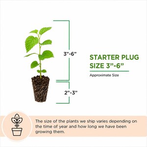 May include: A green starter plant plug with visible roots and soil, featuring text indicating a starter plug size of 3 to 6 inches and a root system of 2 to 3 inches. Additional text notes that plant size varies by season and growth duration.