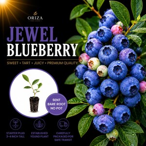 May include: A cluster of ripe blue blueberries on a green leafy branch next to a small starter plant in a soil plug. Text reads: ORIZA HOME GARDEN, JEWEL BLUEBERRY, SWEET TART JUICY PREMIUM QUALITY, SENT BARE ROOT NO POT, STARTER PLUG 3-4 INCH TALL.