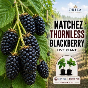 May include: A cluster of ripe, dark purple Natchez thornless blackberries hanging from a green vine with serrated leaves. Text reads: ORIZA HOME GARDEN, NATCHEZ THORNLESS BLACKBERRY LIVE PLANT, 3-6" TALL STARTER PLUG, SHIPS WITH NO POT.