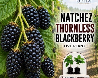 May include: A cluster of ripe, dark purple Natchez thornless blackberries hanging from a green vine with serrated leaves. Text reads: ORIZA HOME GARDEN, NATCHEZ THORNLESS BLACKBERRY LIVE PLANT, 3-6" TALL STARTER PLUG, SHIPS WITH NO POT.